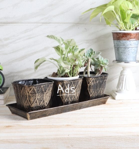 Metal Bucket Planter idekors